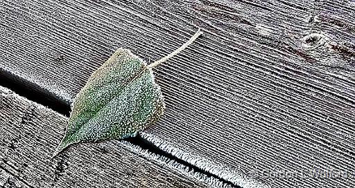 First Frost_DSCF5092-3.jpg - Photographed near Smiths Falls, Ontario, Canada.